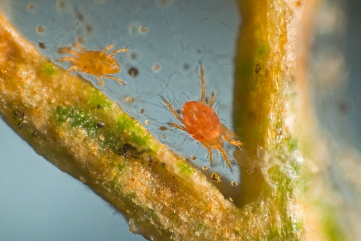 Controlling Spider Mite in Your Garden